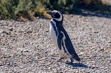 Pinguine in Valdes