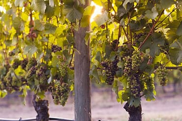 Weintrauben auf dem Weingut in Argentinien