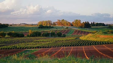 Weingut Cafayate Argentinien