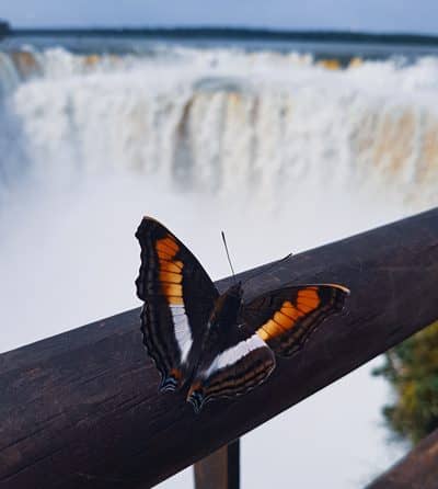 Schmetterling - Iguazu Wasserfälle