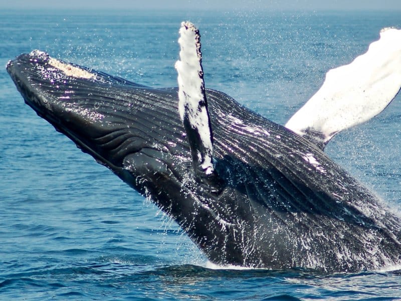 Wale - Patagonien
